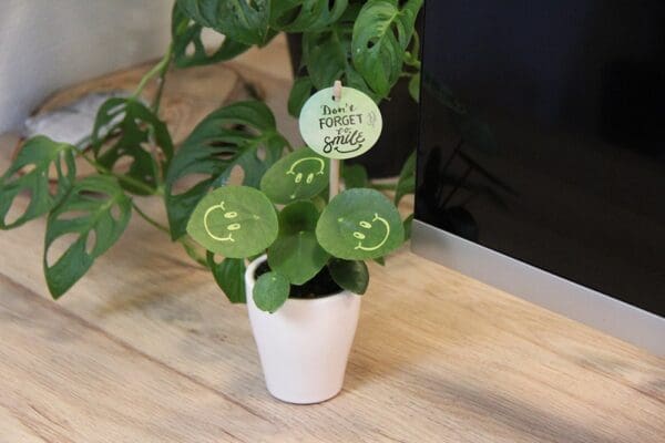 Smylieplant® Happy im Keramiktopf (small)