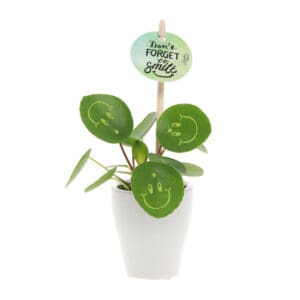 Smylieplant® Happy im Keramiktopf (small)
