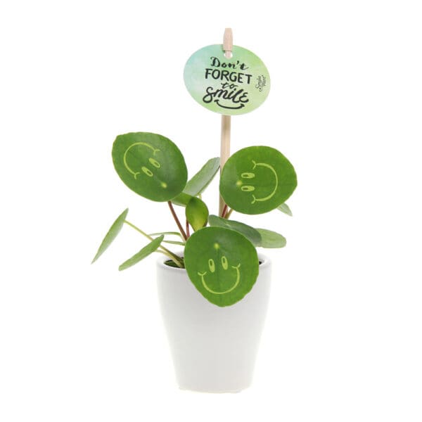 Smylieplant® Happy im Keramiktopf (small)