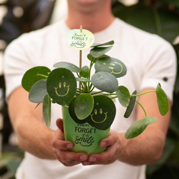 Smylieplant® Happy im Pappbecher (large)