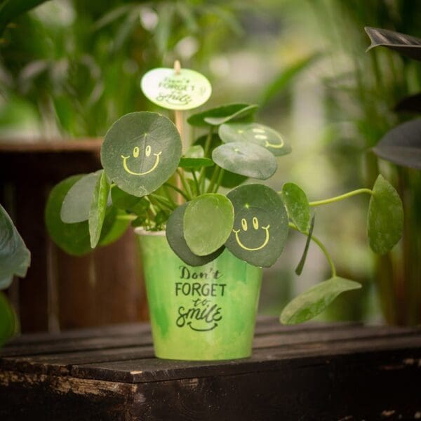 Smylieplant® Happy im Pappbecher (large)
