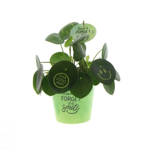 Smylieplant® Happy im Pappbecher (large)