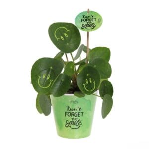 Smylieplant® Happy im Pappbecher (large)