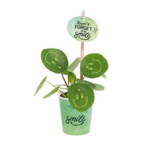 Smylieplant® Happy im Pappbecher (small)