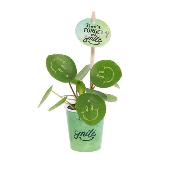 Smylieplant® Happy im Pappbecher (small)