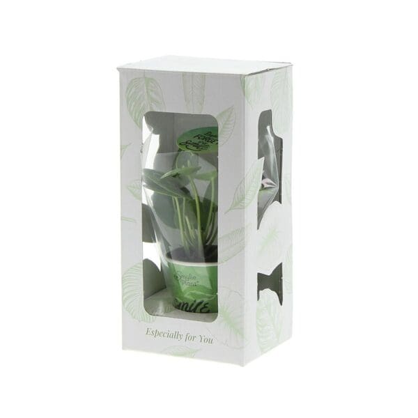 Smylieplant® Happy im Pappbecher (small)