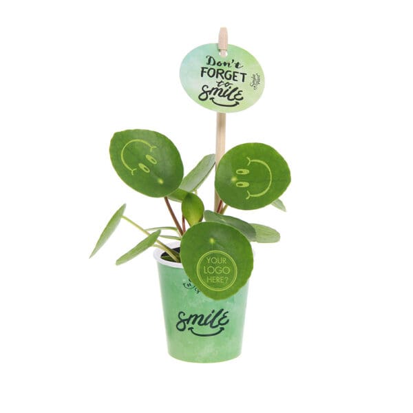 Smylieplant® Happy im Pappbecher (small)