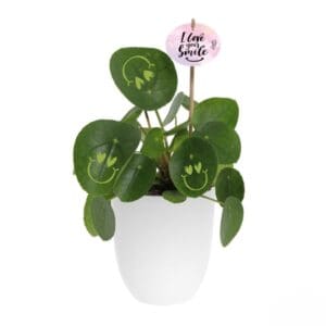 Smylieplant® Love im Keramiktopf (large)