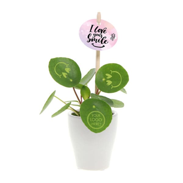 Smylieplant® Love im Keramiktopf (small)