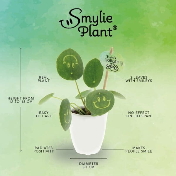 Smylieplant® Love im Keramiktopf (small)