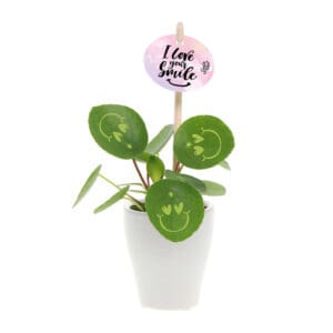 Smylieplant® Love im Keramiktopf (small)