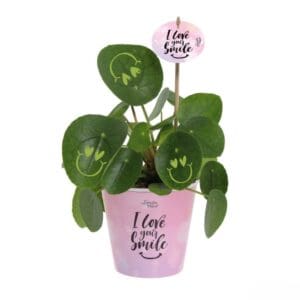 Smylieplant® Love im Pappbecher (large)