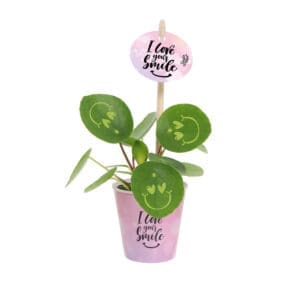 Smylieplant® Love im Pappbecher (small)