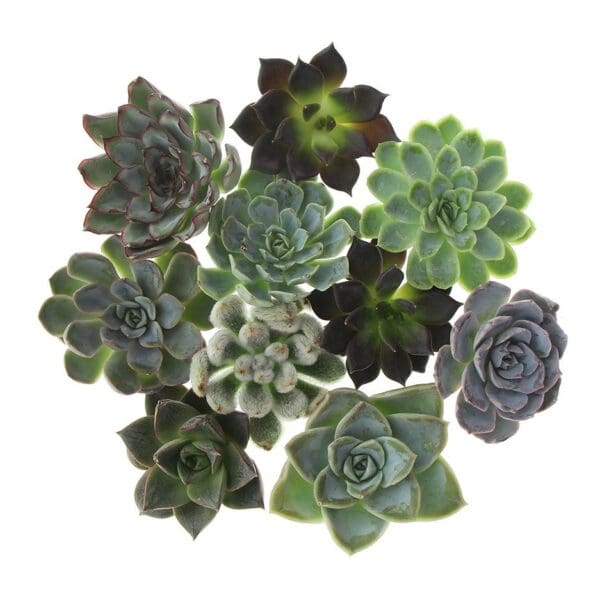 Tiny Treasurez® - Colourful blooms trio