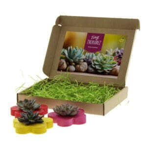 Tiny Treasurez® - Colourful blooms trio