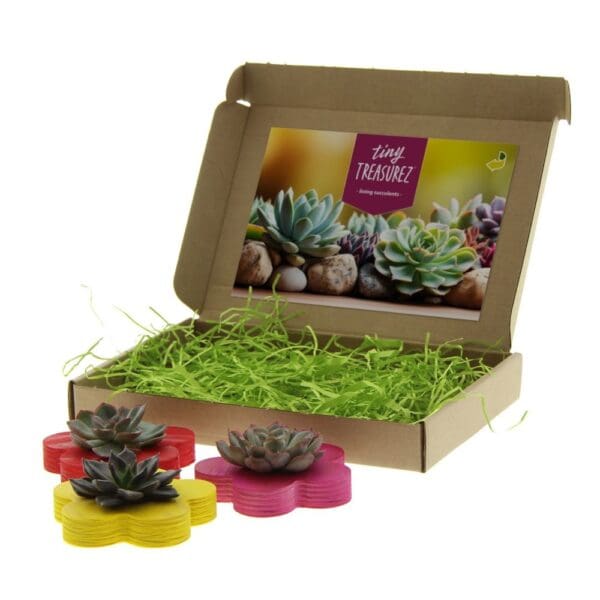 Tiny Treasurez® - Colourful blooms trio