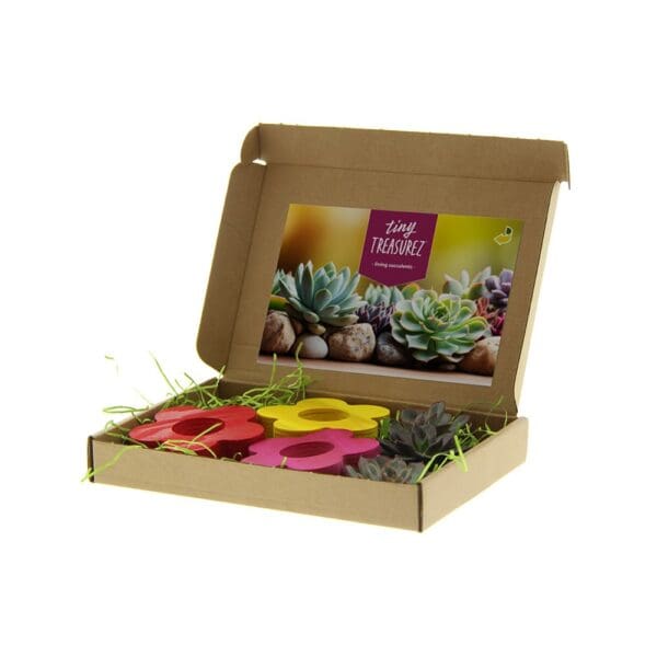 Tiny Treasurez® - Colourful blooms trio