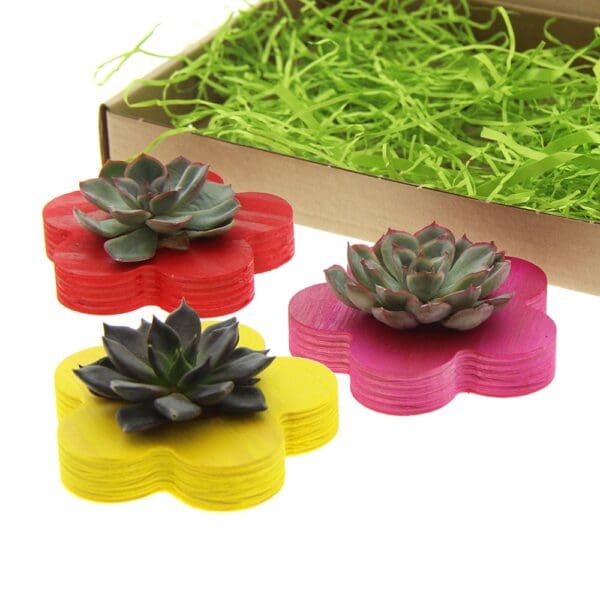 Tiny Treasurez® - Colourful blooms trio