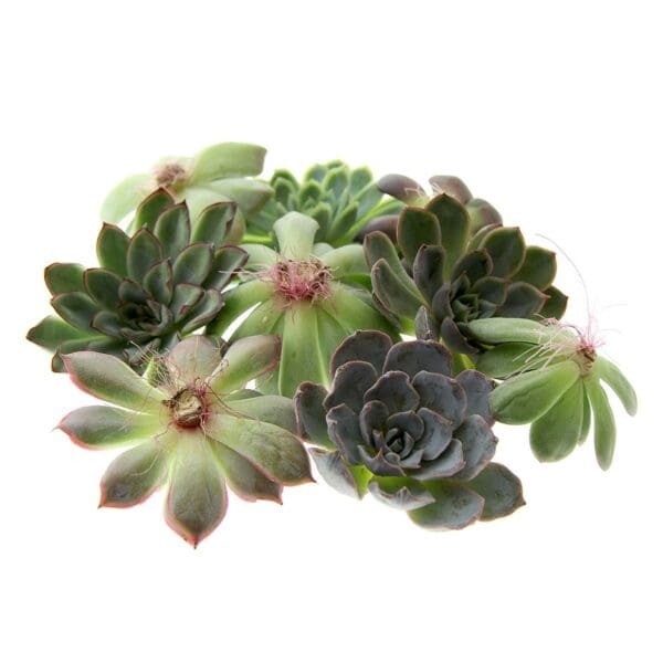 Tiny Treasurez® - Colourful blooms trio