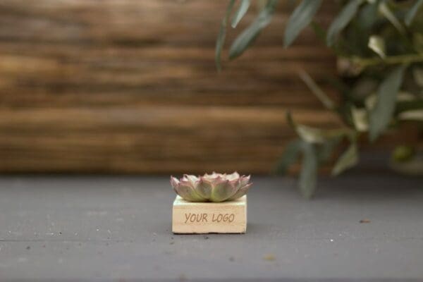 Tiny Treasurez® - Single wood in Geschenkbox