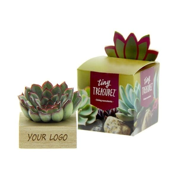 Tiny Treasurez® - Single wood in Geschenkbox