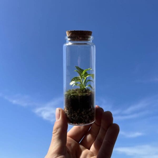 Wardians® Ecosystem - Bottle XS