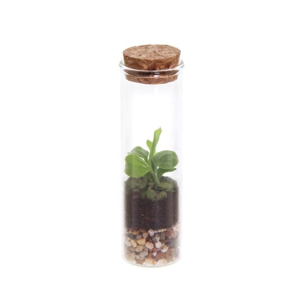Wardians® Ecosystem - Bottle XXS