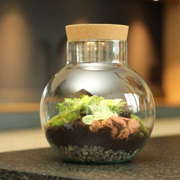 Wardians® Ecosystem - Bowl medium + LED