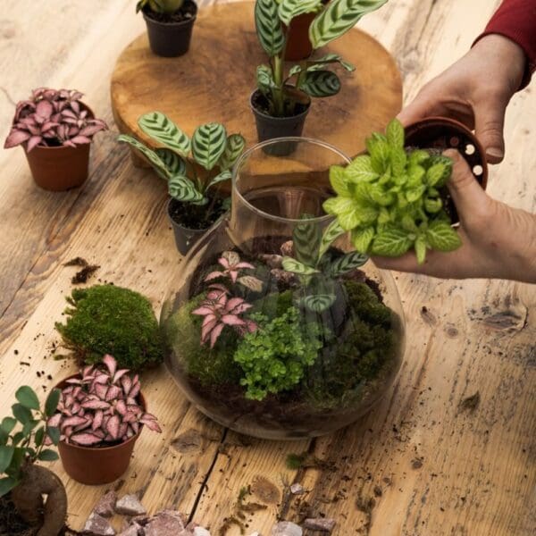 Wardians® Ecosystem - Erlenmeyer large + LED
