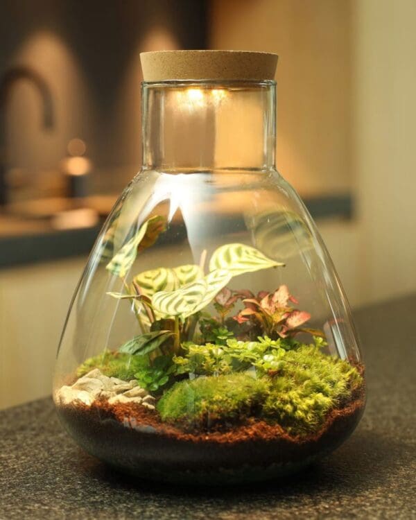 Wardians® Ecosystem - Erlenmeyer large + LED