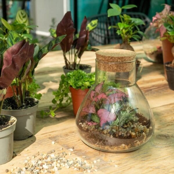 Wardians® Ecosystem - Erlenmeyer small