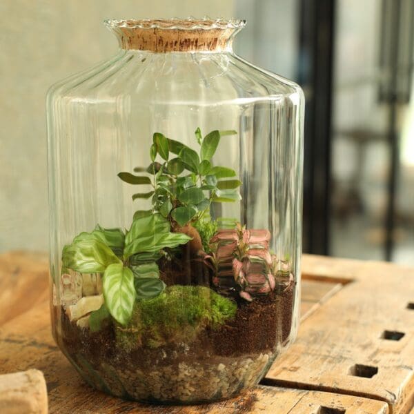 Wardians® Ecosystem - Stripe large