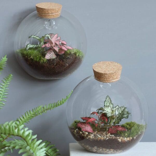 Wardians® Ecosystem - Wall hanger small