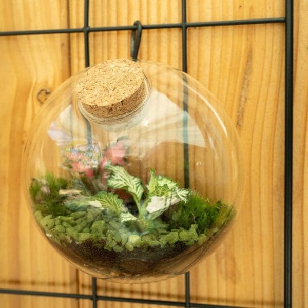 Wardians® Ecosystem - Wall hanger small