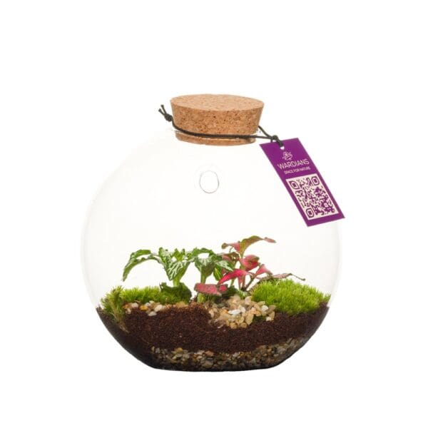 Wardians® Ecosystem - Wall hanger small