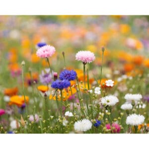 ASIDI - DIN A4 Wildblumen-Samenpapier