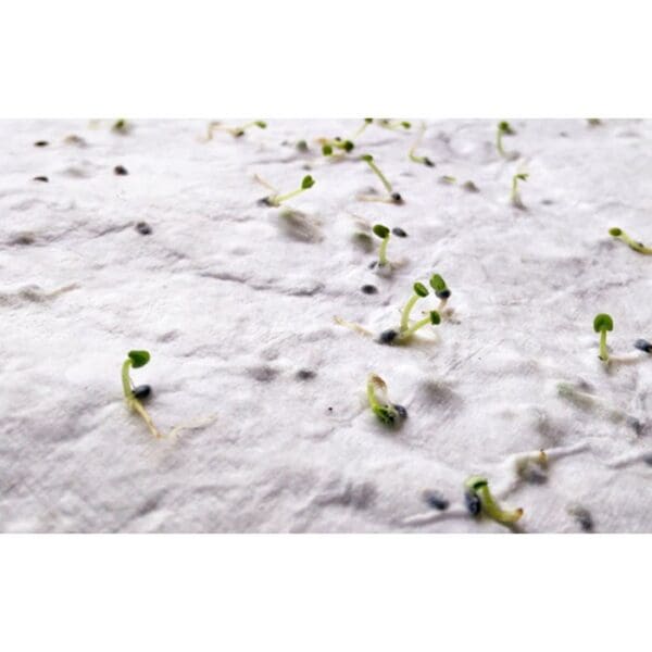 ASIDO - DIN A6 Wildblumen-Samenpapier
