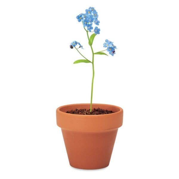 FORGET ME NOT - Terracotta-Topf Vergissmeinnich