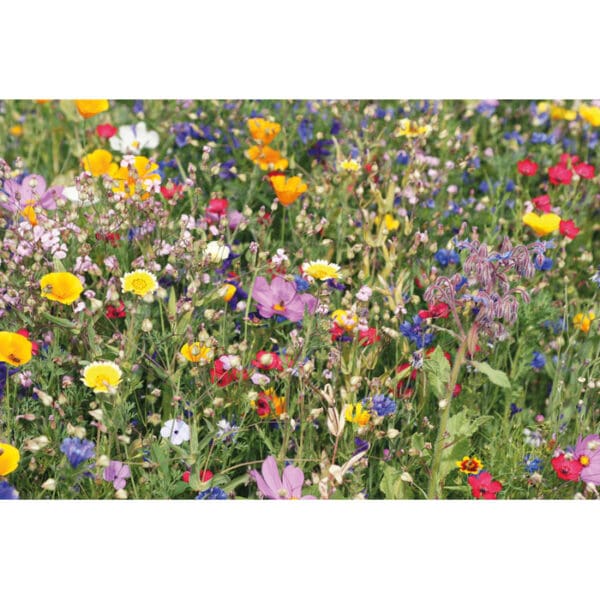 SEEDLOPE - Samen Blumenmischung