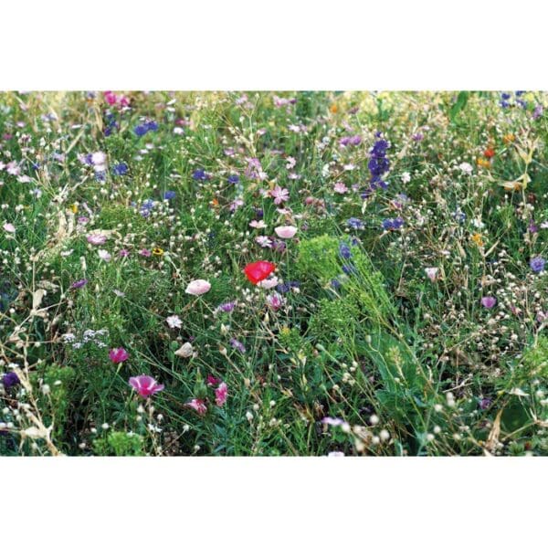 SEEDLOPEBEE - Samen Blumenmischung