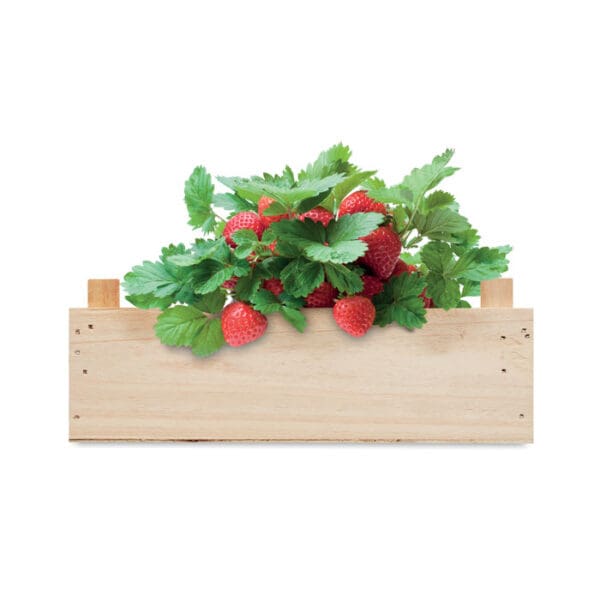 STRAWBERRY - Saat-Set Erdbeere