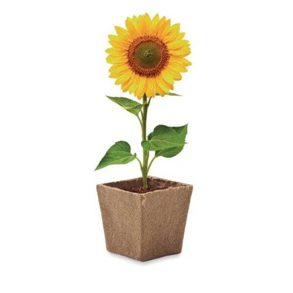 SUNFLOWER KIT - Pflanz-Set Sonnenblume