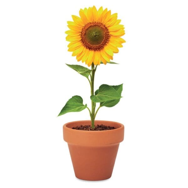 SUNFLOWER - Terracotta-Topf Sonnenblume