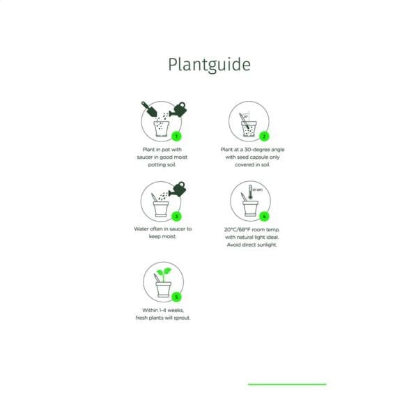 Sproutworld Unsharpened Pencil Bleisstift ungespitzt