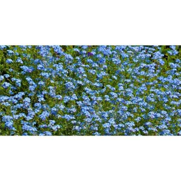 Sproutworld Unsharpened Pencil Bleisstift ungespitzt