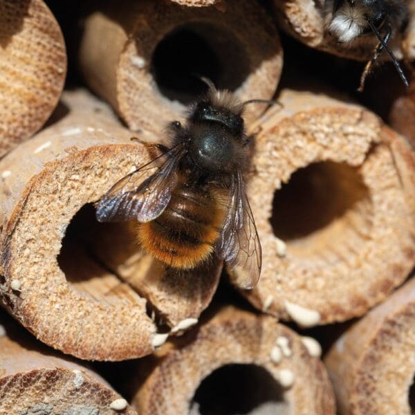 Insektenhotel aus Holz