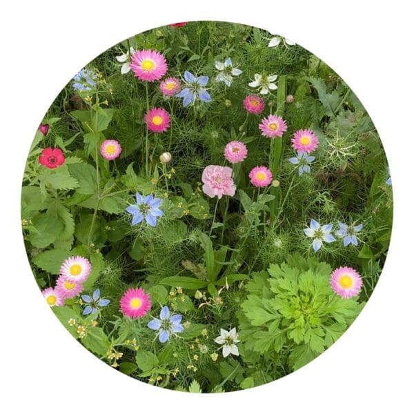Saatgutbeutel getrocknete Blumen 4 Gramm