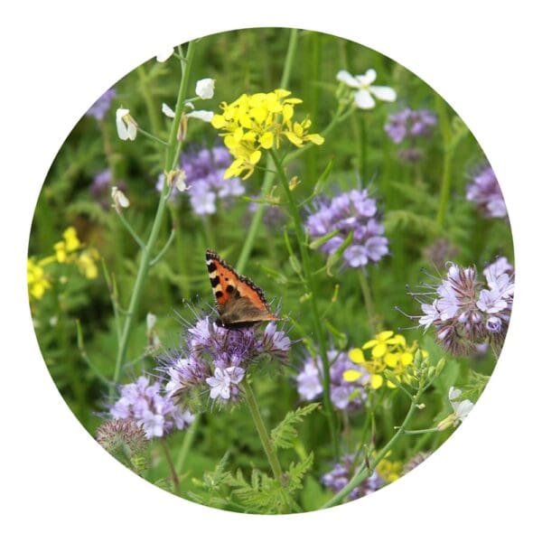 Tüte mit 4 Gramm Bienen- & Schmetterlingsblüten